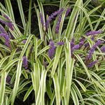 Outsidepride 50 Seeds Perennial Liriope Muscari Monkey Ornamental Grass Seed for Planting