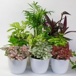 9 x House Plants - Indoor Plants in 9cm Plant Pot, Decorative Home Accessories, Great Terrarium Plants Includes Money Plant (9 x House Plants)