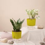 KYARI Money N'Joy-Sansevieria Green Snake Combo of 2 Indoor Plants for Living Room | Live Plants | Plants with Green Pot for Home Air purifier plants | Plants for Home Decor | Plants for garden