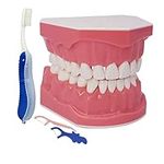 1.5 Times Large Dental Typodont Mod
