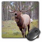 Canada, Alberta, Jasper NP. Bull elk bugling. - Mouse Pad, 8 by 8 inches (mp_188400_1)