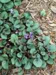 Perennial Farm Marketplace Viola walteri 'Silver Gem' (Prostrate Blue Violet)- Live Plant, Size-Quart, Native, Lavender-Blue Flowers in Spring, Shade Loving