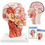 Human half head superficial neurovascular model, with muscle tissue, life size anatomical skull model, skull model for medical teaching