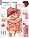 Digestive System Paper Poster