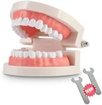 1 Pack Standard Teeth Model Adult S