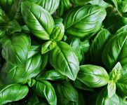 Basil Italian Sweet Genovese - 2000 Seeds + Plant tag + Freebie - Ocimum basilicum - Herb Indoor, Green