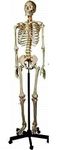 BNR EXPORTS 5 feet Articulated Human Skeleton Model ( Premium )With Strong Big Stand With Solid M S Rod & five Wheel & Parts Moveable & 3 parts Skull With Removable Skull Cap With Moveable Jaw, Cut Calvarium Best For Orthopaedic Study & Teaching And Easy Movable From One Place To Another Place So Student Can See And Understand From any Angle