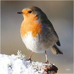 Robin Greeting Card with sound. Plays beautiful bird song when opened. A really unique and different card. Perfect for Christmas. Blank on the inside for any message.