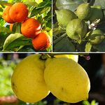 YouGarden Citrus Fruit Collection, with Orange, Lemon and Lime Trees, Established Plants in 9cm Pots, Supplied 20-30cm Tall, for Grow Your Own Citrus Fruit