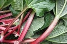 New Fresh 200pcs Rhubarb Vegetable 