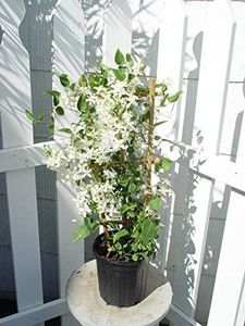 Clematis p