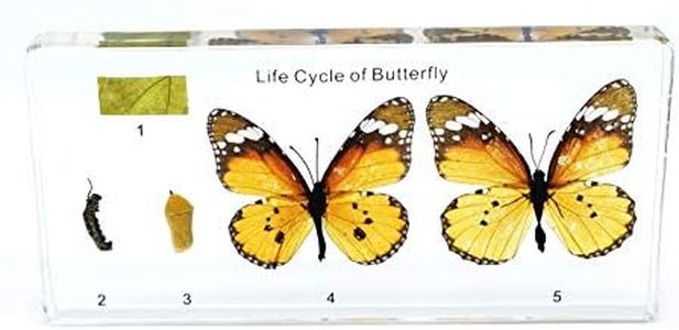 Lifecycle 