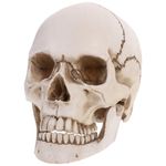 MUCKLILY 1 Pack Human Skull Model Lifesize 1:1 Replica Resin Medical for Anatomy Life Size Replica Resin Medical Anatomical Tracing Medical Teaching Skeleton Halloween Decoration Statue