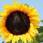 Sunflower’ High Hopes’ (Helianthus annuus) Hardy Annual 1 Packet (15 Seeds) by Thompson and Morgan