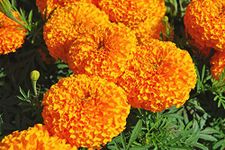 Indica Marigold Commercial 500 GM Seeds Pack for Cut Flower Cultivation- SEMI Tall Super Seeds Quality Pack