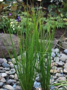 Perennial Farm Marketplace Juncus effusus (Common Soft Rush) Ornamental Grass, Size-#1 Container, Rich Green Foliage