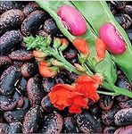 Heirloom Scarlet Runner Beans Seeds