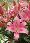 URBAN GARDENS® Asiatic lily Pink Lilium Bulbs, Pack of four