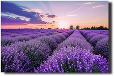 LZIMU Lavender Field Canvas Wall Art Purple Lavender Flower Picture Prints Nature Landscape Paintings Modern Home Decor Framed(Picture-4, (16.00" x 24.00"))