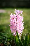 Gebdinsh Garden® Light Pink Color Imported Hyacinth Aromatic Flower Bulbs For Your Home Gardening | Pack of 5 bulbs