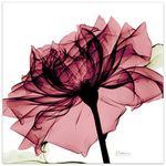 Empire Art Direct Frameless Free Floating Tempered Glass Panel Graphic Wall Art Ready to Hang, 24" x 24", Chianti Rose I