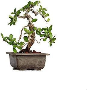 Green Paradise® Bonsai Carmona Mini Bonsai Tree with Pot (Live Plant)