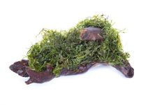 Lincolnshire Pond Plants Ltd Java Moss Growing on Bogwood *Vesicularia DUBYANA* Live Plants