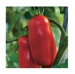 Tomato San Marzano Low Seeds Vegetables Organic Heirloom from Ukraine 0.2 Gram