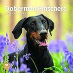 2025 Doberman Pinschers Monthly Wall Calendar by Bright Day, 12 x 12 Inch Cute Dog Breed Gift