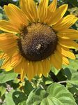 Sunflower School Pack Giant Single Yellow - up to 200 Seed Tall for Planting UK Grow Your Own Flowers