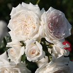 Heirloom Roses Rose Plant - Arborose® Honeymoon White Rose Bush, Climbing Roses Live Plant for Planting Outdoors