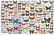 (24x36) Laminated Butterflies of the World Educational Science Chart Poster