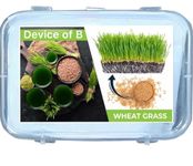 Wheat grass seeds for cat High germination rate (4000 seeds) Hybrid Wheatgrass Seeds, Cat Grass for Indoor
