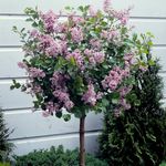 YouGarden Standard Lilac Tree Syringa 'Palibin' 80-100cm Tall in 3L Pot, Potted Trees & Shrubs for Gardens or Patios, Supplied as 1 x Standard Lilac Tree in 3L Pot