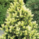 Picea glauca 'Daisy's White' Compact Evergreen Conifer Garden Plant | 9cm Pots (20-30cm Height Incl. Pot)