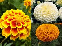 3 Variety Marigold Gainda Flower Seeds Combo Pack - Marigold White, African, French - 30+ Seeds Each Variety