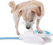 Water Spigot For Dogs