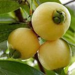 Green Collection Sweet Rose Apple Gulab Jamun (Air Layered/Guti Kolom) Syzygium cumini Malabar plum Plants Tree Jambos Rare Variety Fruit Air Layered Live Outdoor Plant - Size 1.4 Feet with Poly Bag