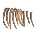 10 pack premium Canadian Antler Dog Chew tines, for small to medium dogs, dog chew toy