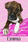 Personalized EMMA Boxer Dog Softcov