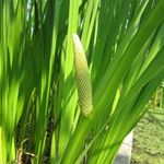 M-Tech Gardens Sweet flag Medicinal Herb Plant (Acorus calamus, Vayambu) Exotic 2 Live Medicinal Plants