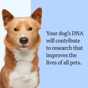 Wisdom Panel Dog DNA Test Kit – Breed & Health Insights