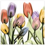 Empire Art Direct Frameless Free Floating Tempered Glass Panel Graphic Wall Art Ready to Hang, 24" x 24", Tulip Scape x-ray I