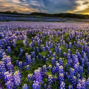 Outsidepride Texas Bluebonnet Seeds - 5 lbs. Annual Lupinus Texensis, Heirloom Quality, Drought-Tolerant Wildflower Seeds w/Blue Blooms for Vibrant Spring Displays, Landscape, & Attracts Pollinators