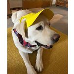 Dog-O-Bow Yellow Baseball Cap for Dogs (Medium)