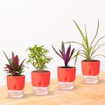 KYARI Jade Plant, Spide Plant, Oyster Plant, Rhoeo Combo of 4 Indoor Plants for Living Room | Live Plants | Plants with Red Self Watering Pot for Home | Air purifier plants for Home Decor