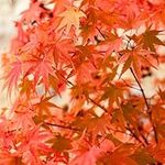 You Garden - Japanese Maple, Acer palmatum 'Phoenix' in a 15cm Pot, Autumn Colour, Deciduous Tree for UK Gardens, Ready to Plant Out