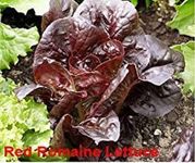 VibeX Red Romaine Lettuce Seeds-500 Seeds