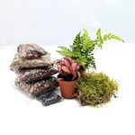 DIY Small Closed Terrarium Starter Kit • With 2 Humidity Loving Plants Included