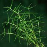 Indian durva grass,100% gemenation (2000 seeds)